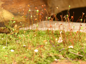 붉은자주이끼 Ceratodon purpureus Brrd.