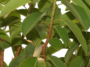 인도고무나무 Ficus elastica